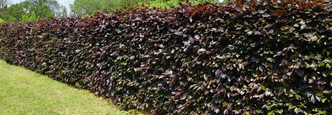 Dicht gewachsene Blutbuchenhecke neben einer Rasenfläche